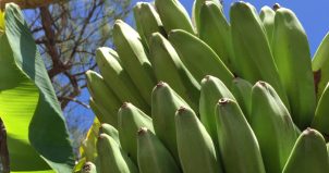 バナナが主役のバナナフェスティバルで南国気分。