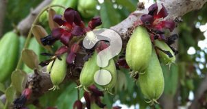 グアムの植物＜これなんだろう？シリーズ＞これ何の実？謎の南国フルーツ！