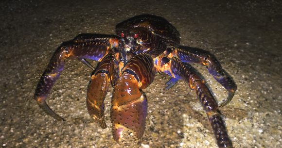 eye_coconutcrab-580x305.jpg